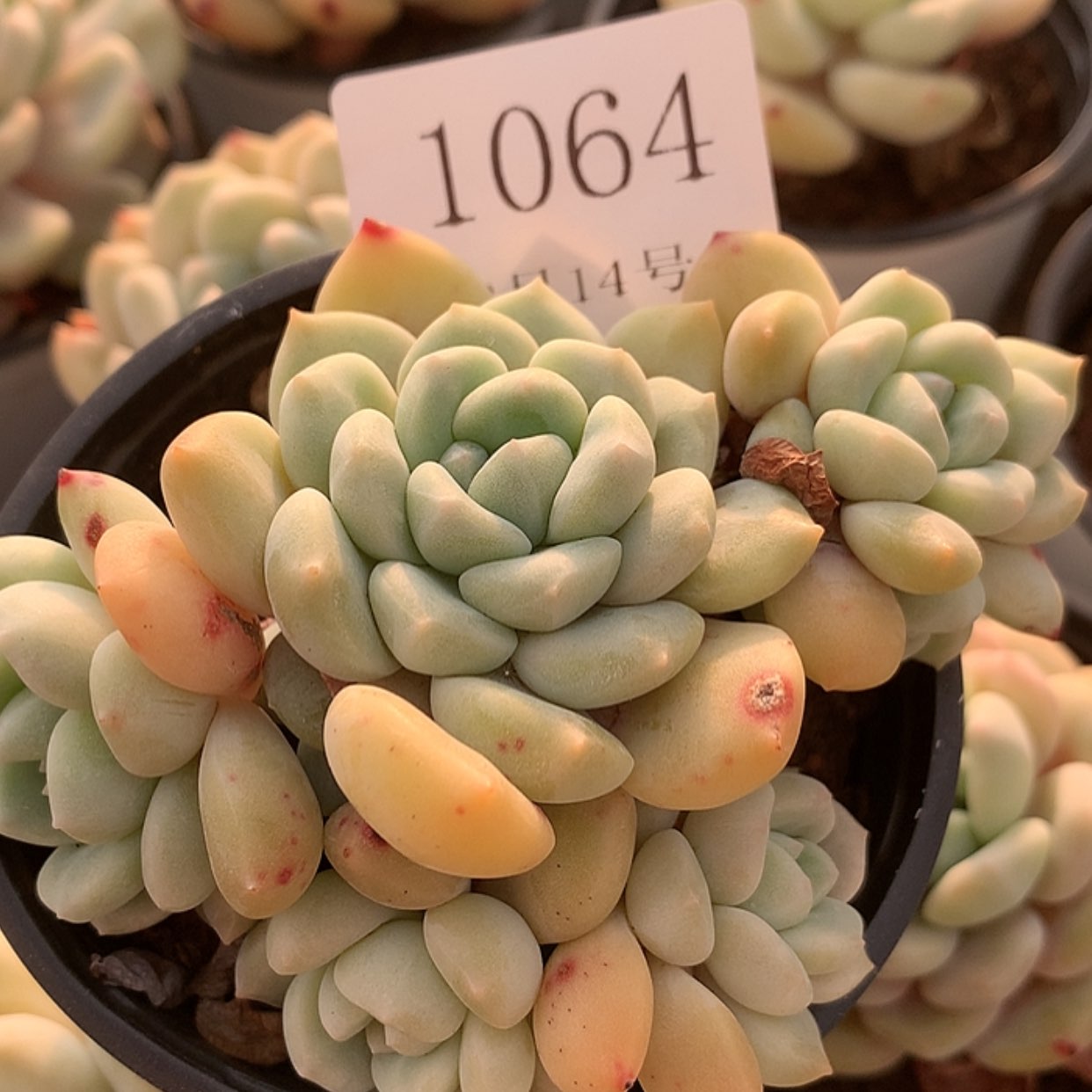 【闪购商品】云1064