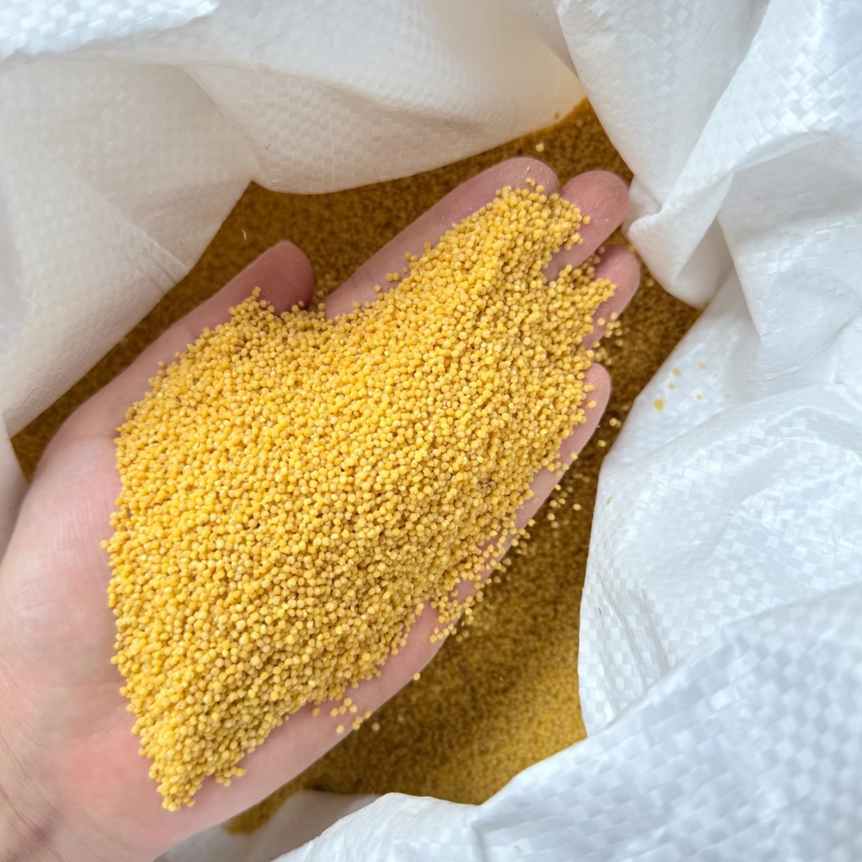 正宗高原农家自种黄小米