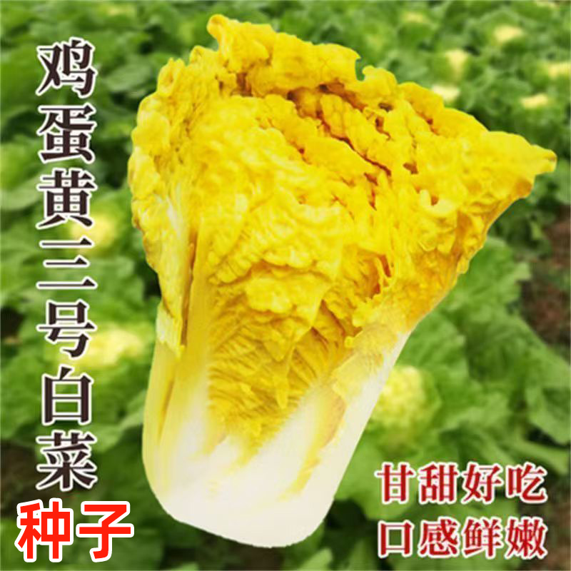 鸡蛋黄白菜种子黄心白菜种孑秋冬季四季耐热阳台蔬菜种植