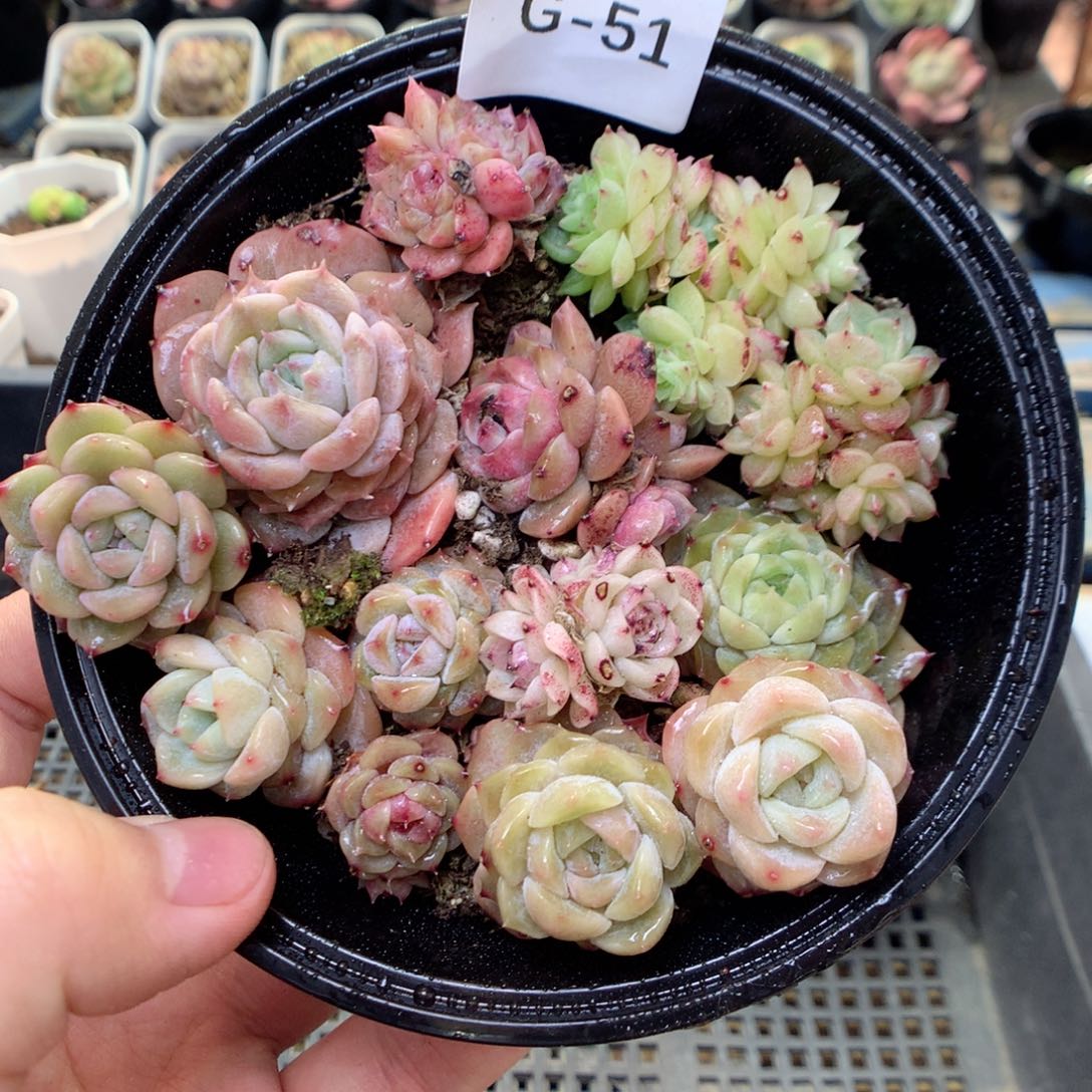 G51 ，20包邮两天凑单偏远地区不发货