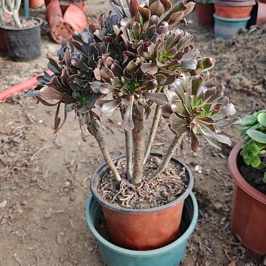 灰法师加急发货15