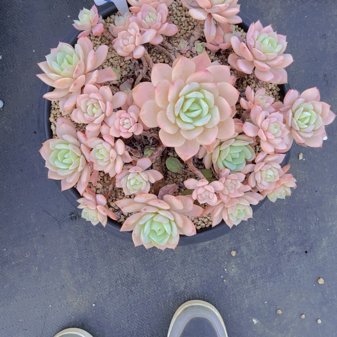 ****夏2729恋曲大群一颗物流