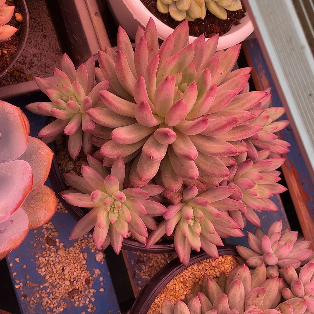 无砍粗桩虞美人多肉