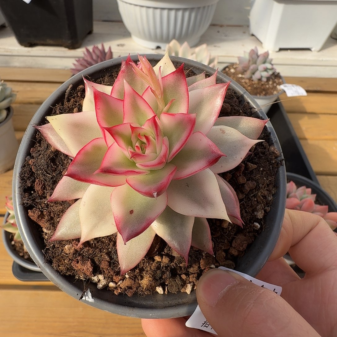 吉赛尔宽锦111129-139