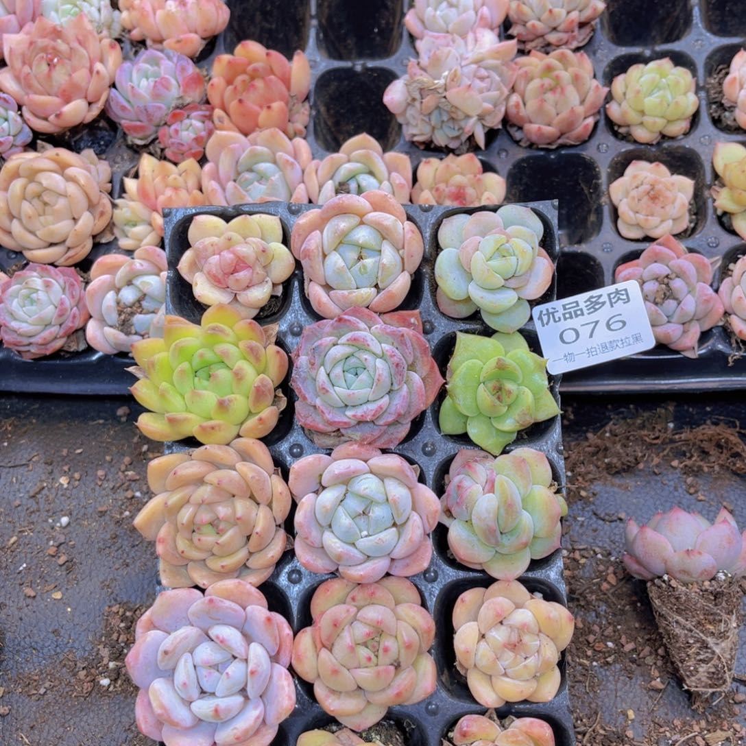 076多肉植物一物一拍链接