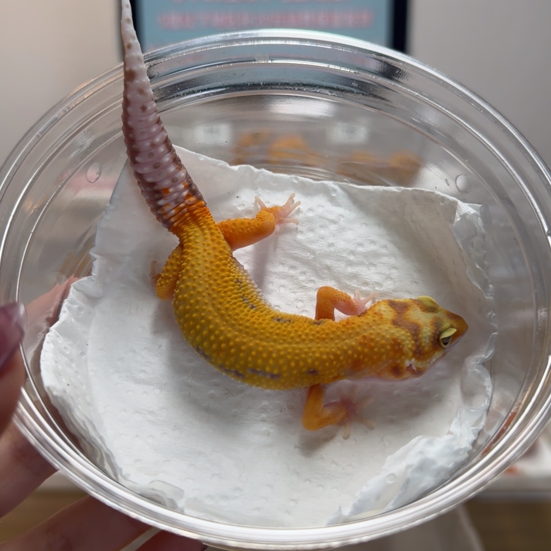 豹纹守宫雨水暴龙妹妹