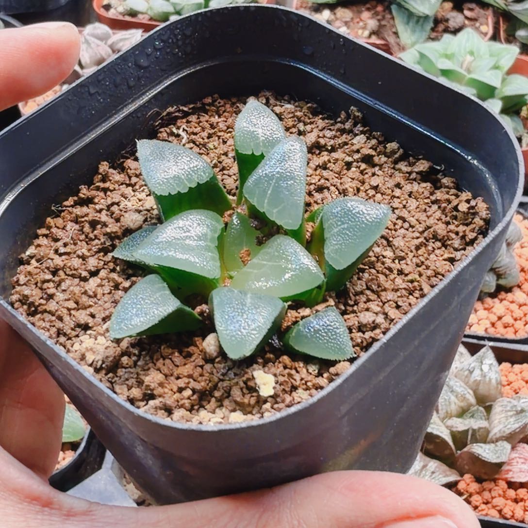 无花朵十二卷 实生克福利