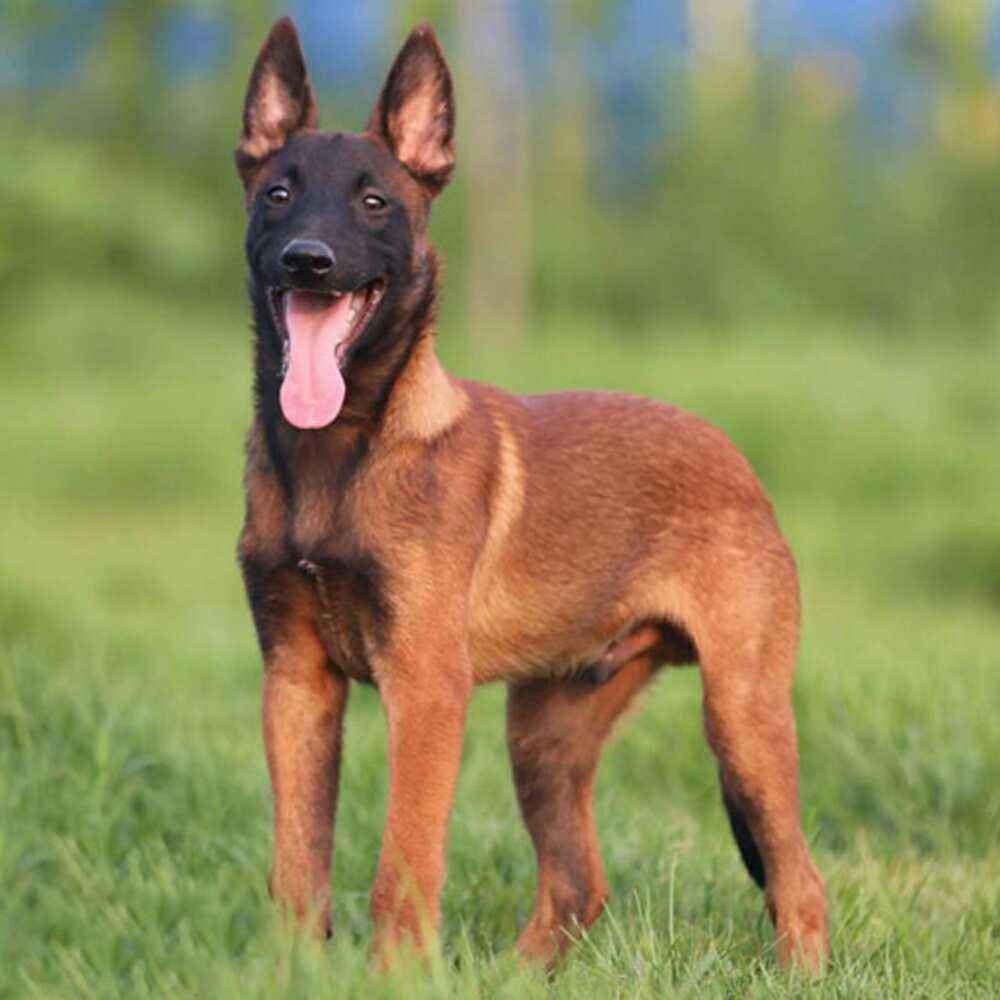 老曹教你如何跳马犬