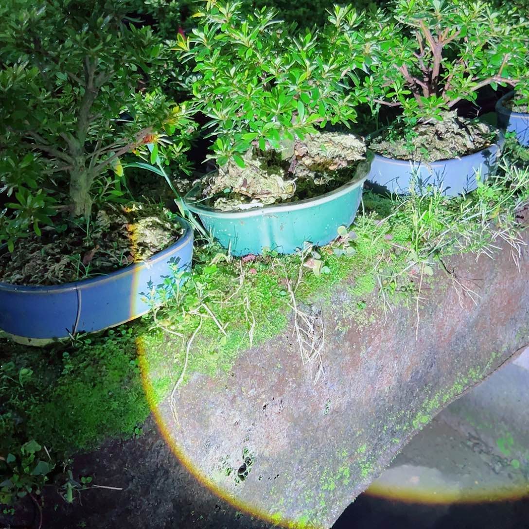 无花朵盆景皋月杜鹃品种樱