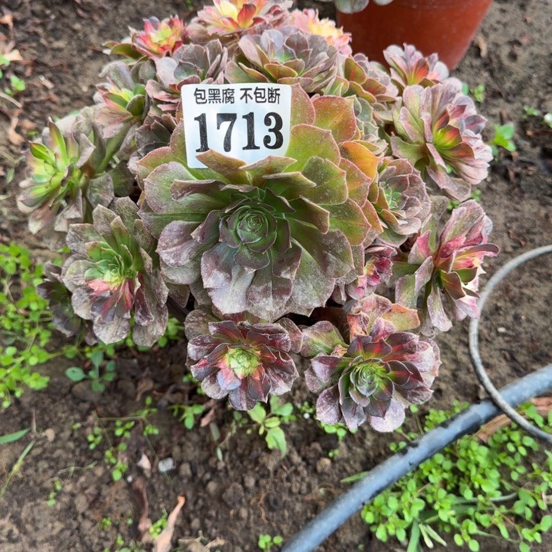 16-13法师海王七彩1713