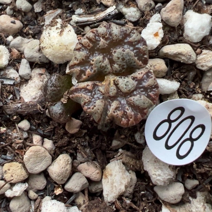 808号11111111111111