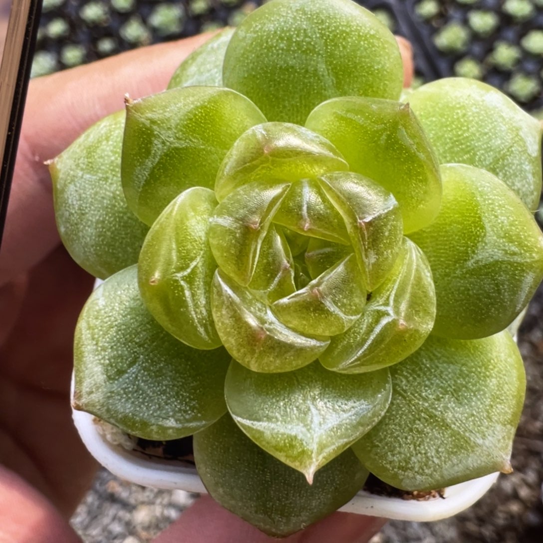 欧泊珍妮20粒种子，必拍款