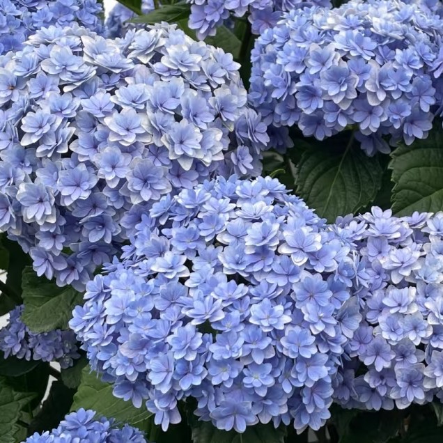 乐艺花园/花手鞠绣球/阳台庭院盆栽易养护粗壮直立花球大