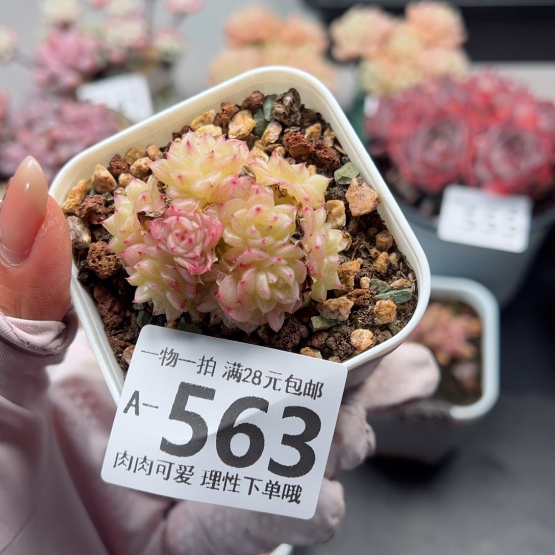 小脸麦多多肉多肉多肉多肉