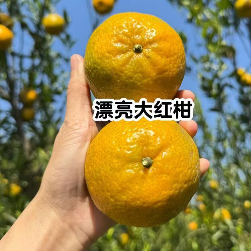 2025年新会陈皮果新鲜茶枝柑橘鲜果青柑二红大红皮原枝圈枝柑