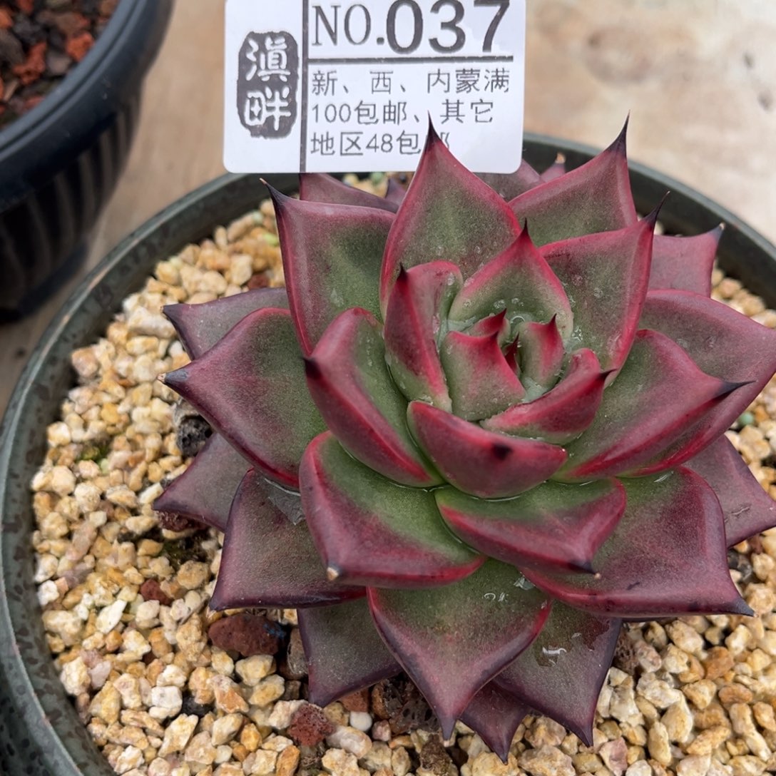 037………………………………黑钻