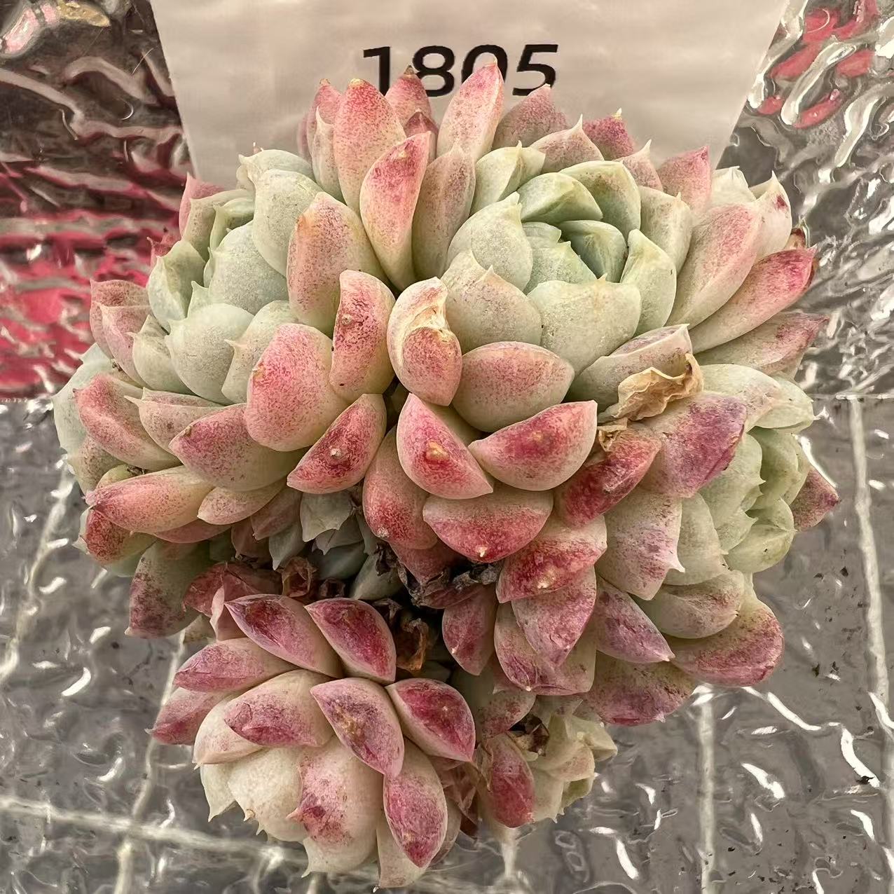 【直播专享】无土多肉--大桩72（1颗/不含盆）