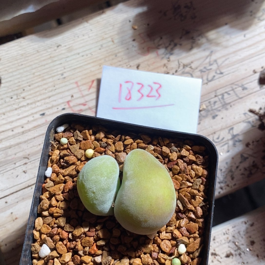 18323。双头大宝辉。