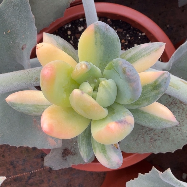 紫丽殿锦花脸锦一颗