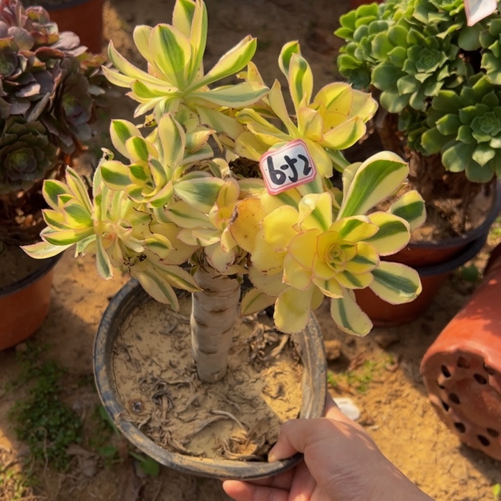 艳资锦多肉植物6-52