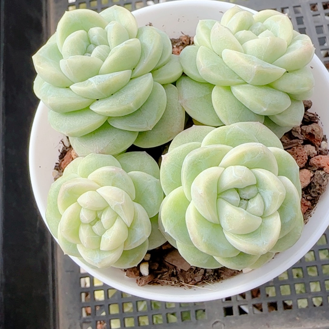 0103-103（云璃）优选