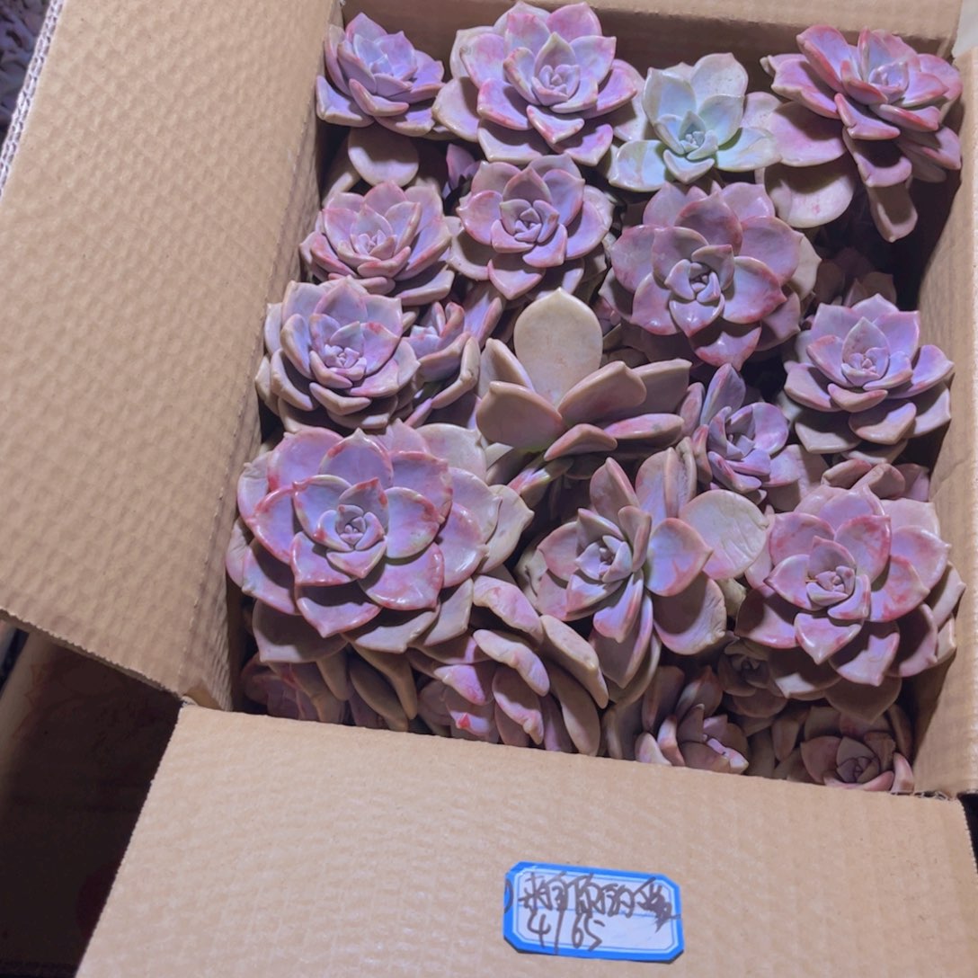 来****》紫乐断枝装箱A啊啊啊啊啊