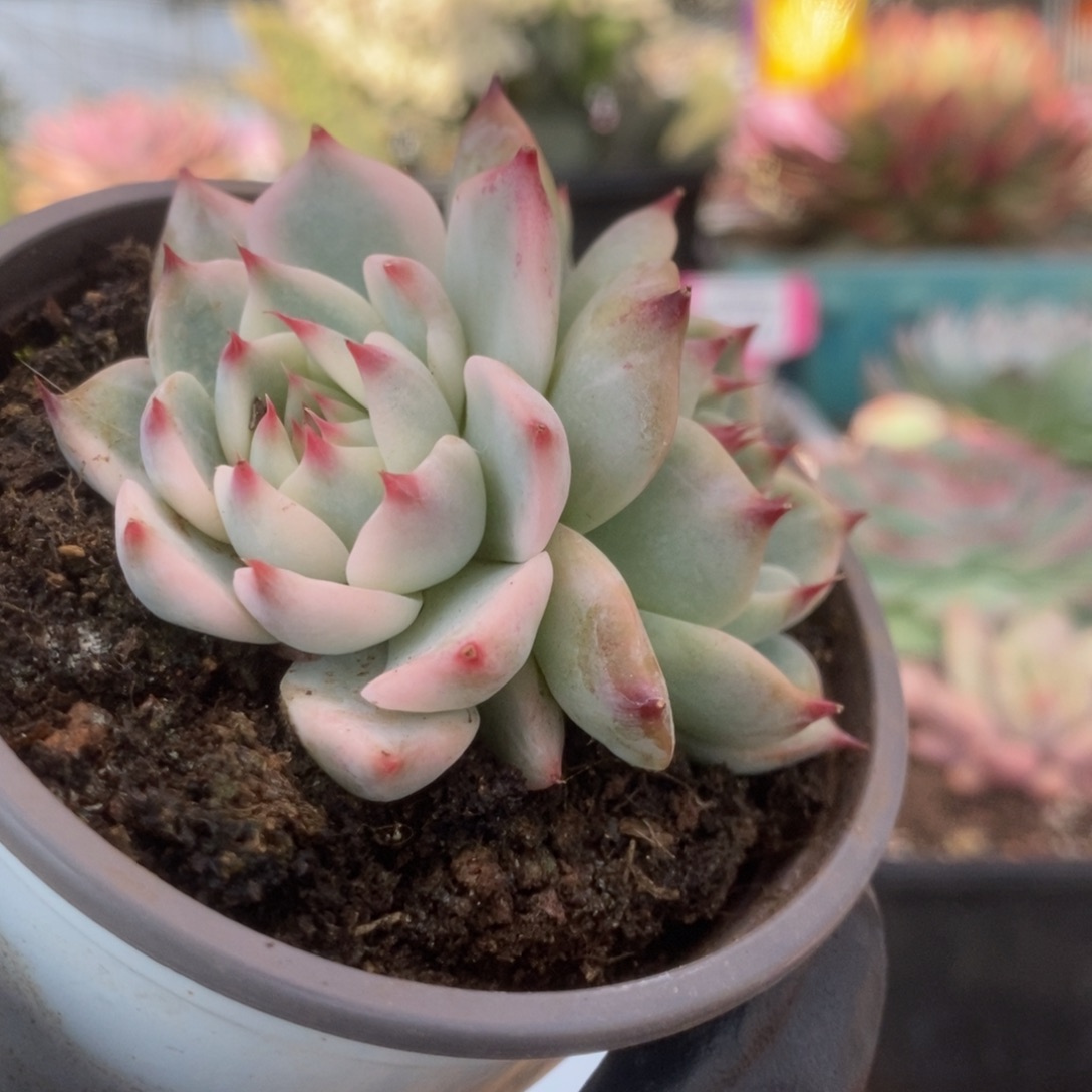 607锦锦锦锦锦锦锦
