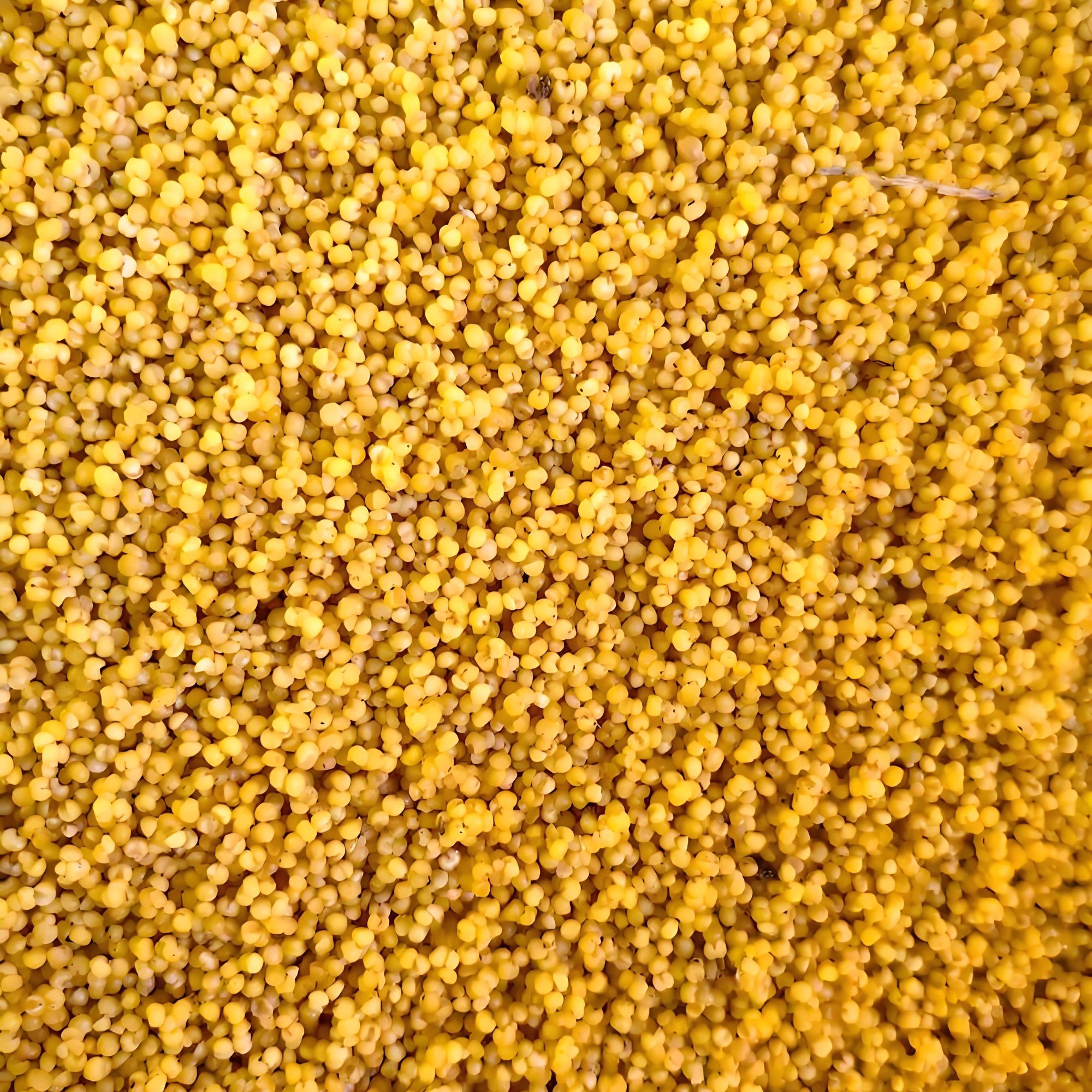 鹦鹉混合粮一斤装活动专用