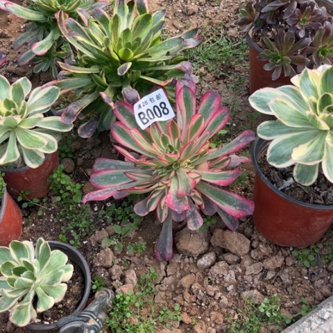 008美杜莎不包断枝