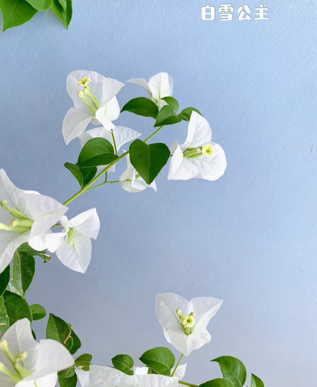 《白雪公主》一物一拍三角梅，运输途中落花落叶属正常，介意慎拍