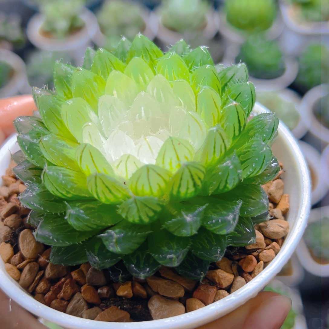 宝莲灯玉露多肉多肉