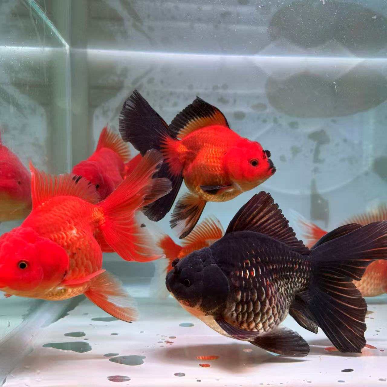 精品进口泰狮金鱼活鱼f1观赏鱼好养耐活水族箱造景风水鱼