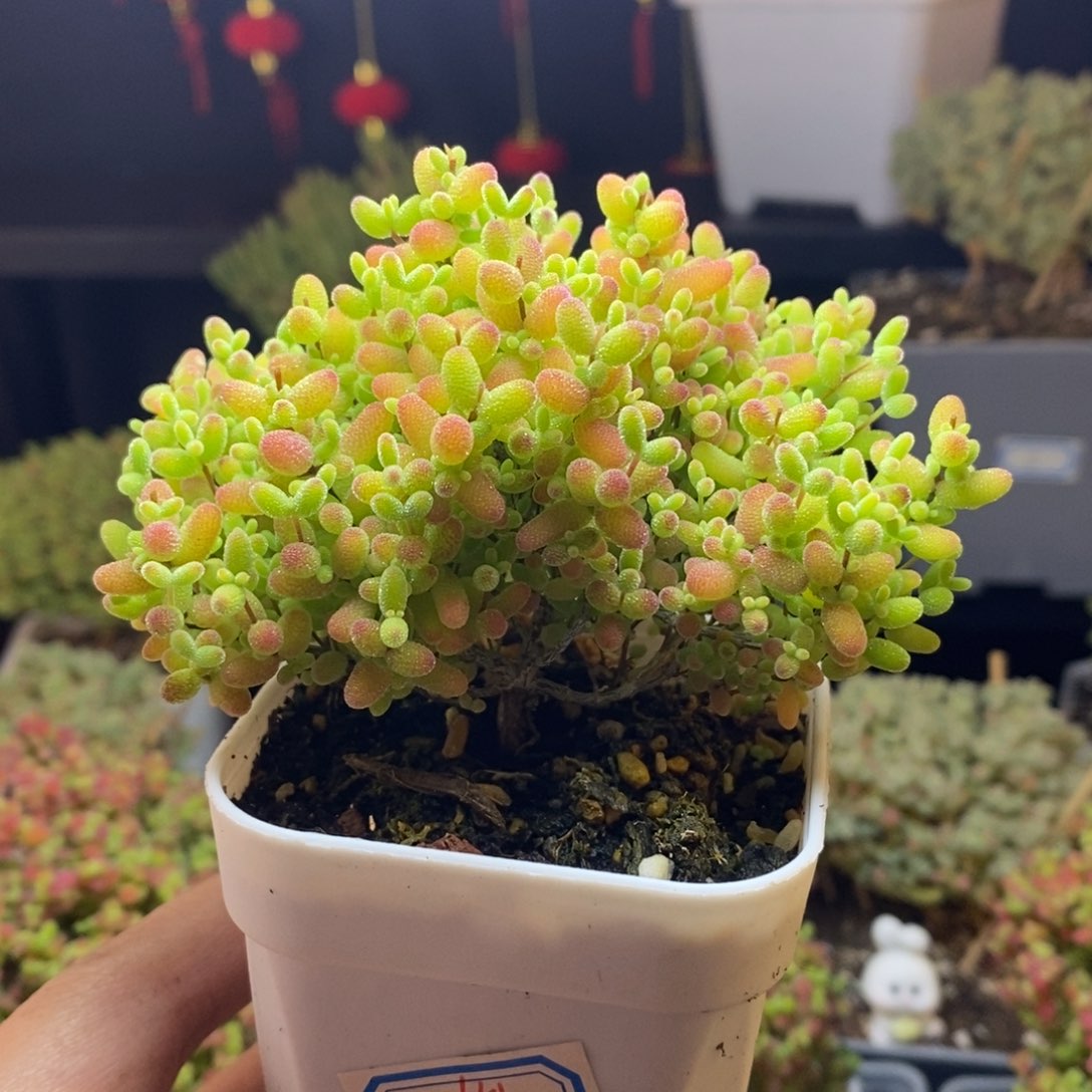 151号蜜橘糖球枝干多肉