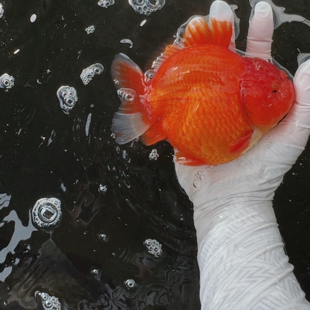 金鱼将军压成红白