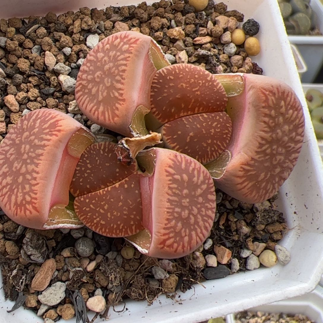 0112号红光阳 多肉植物