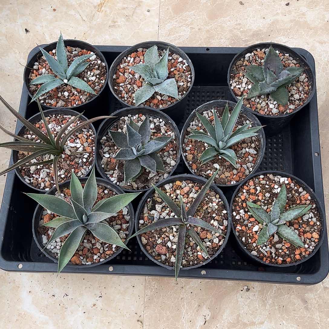 血雨系列套餐9个一组