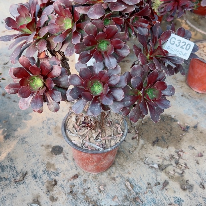 320灰圆叶多肉植物