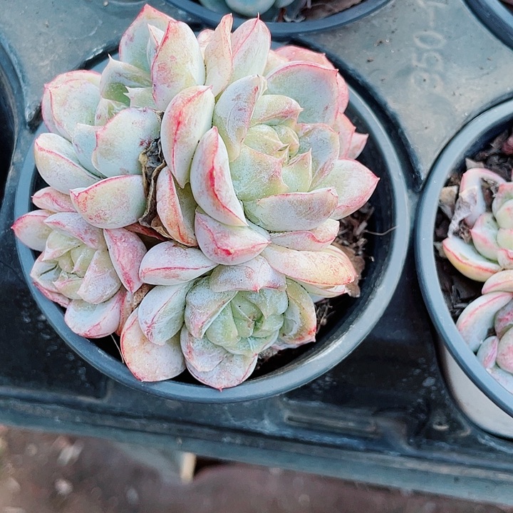 胖虎15.8一盆58888855785