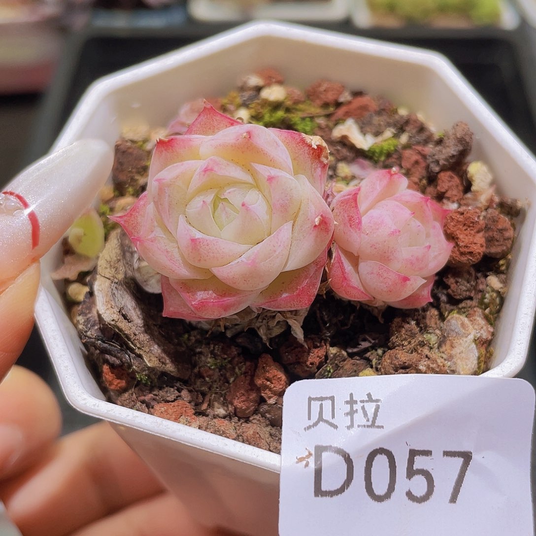d57 精品多肉一物一拍
