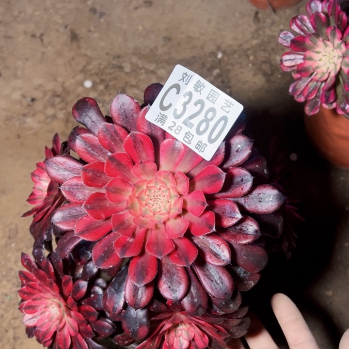 3280多肉植物法师法师黑天鹅