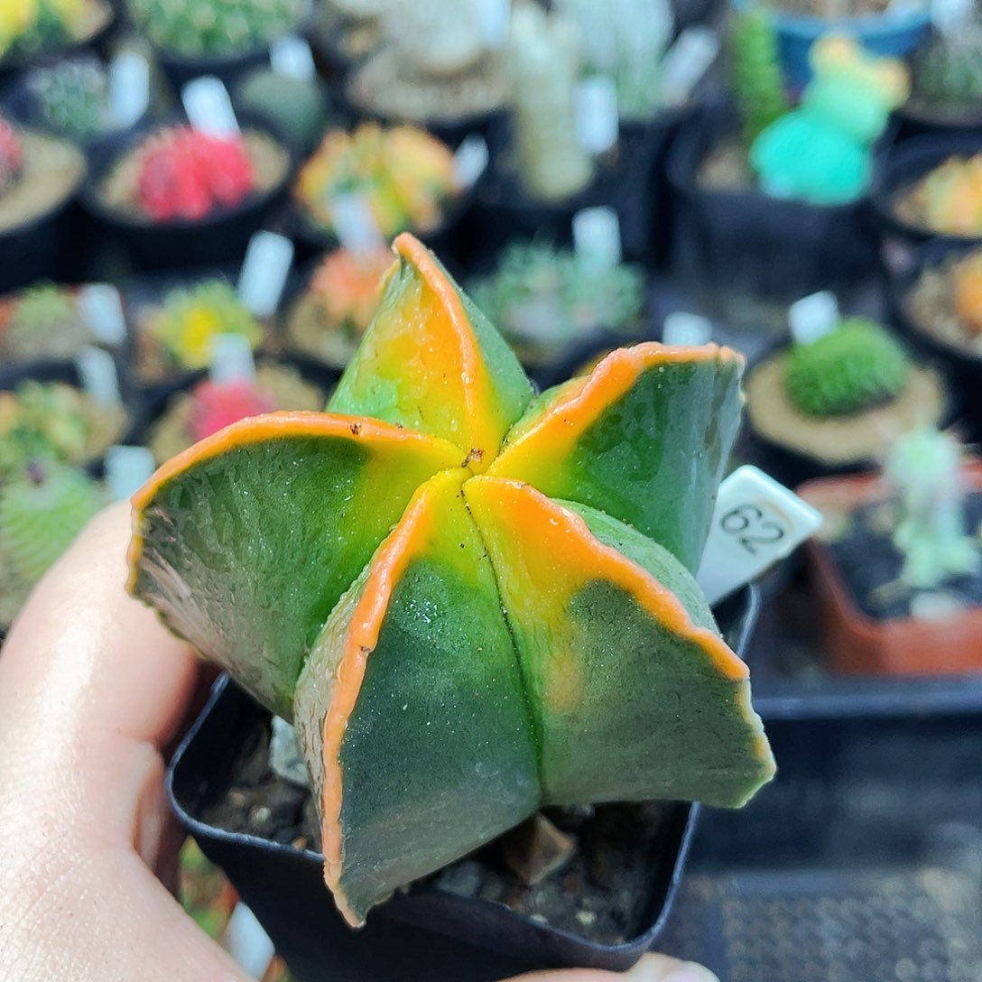 非偏远地区满25包邮仙人球