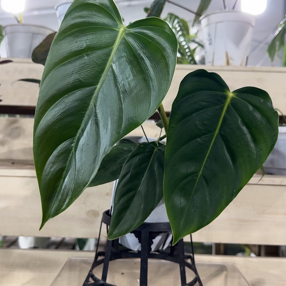 无花朵Pe蔓绿绒pe