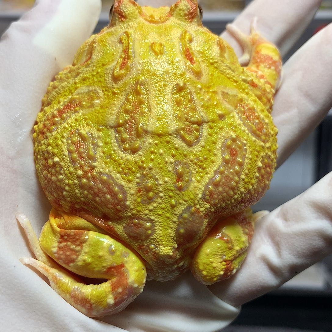 大***蒙角蛙4006 大黄金公