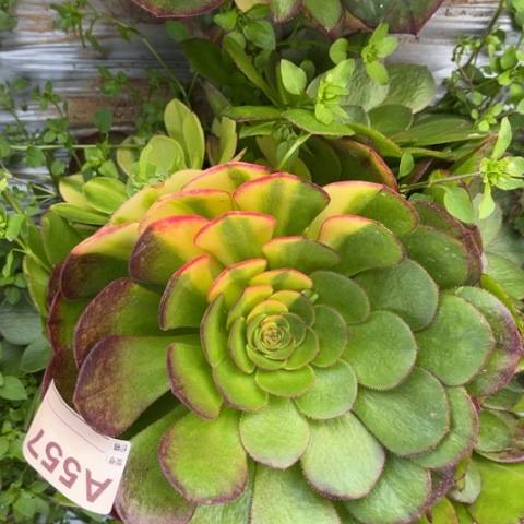 多肉植物万圣节七彩