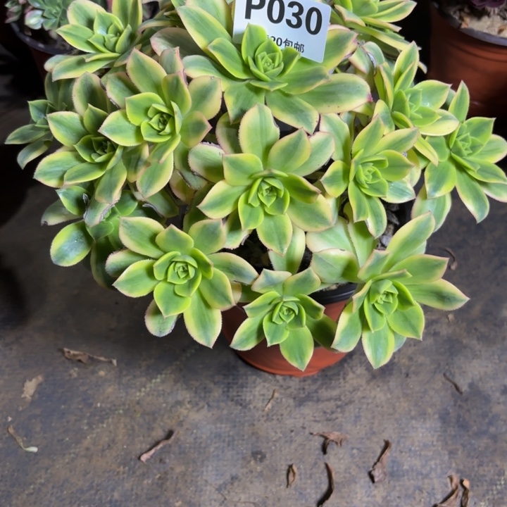 瑞妈，，，。。。030星爆