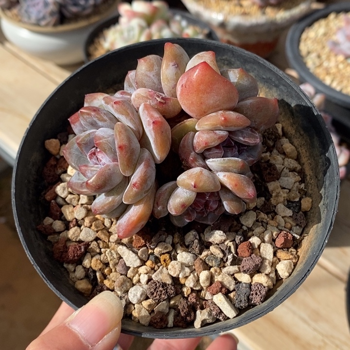 五头小脸惊恐粗腿