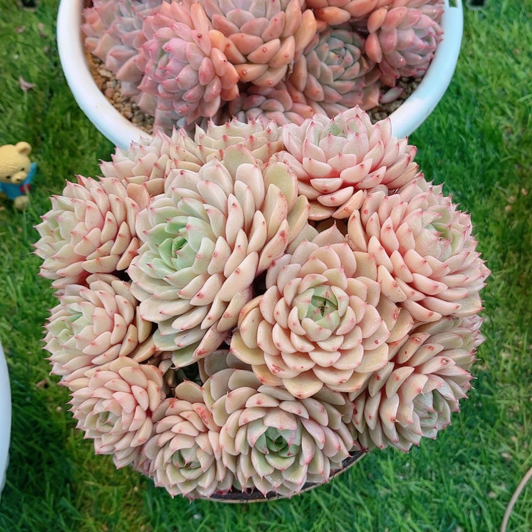 黄金苯巴精品多肉