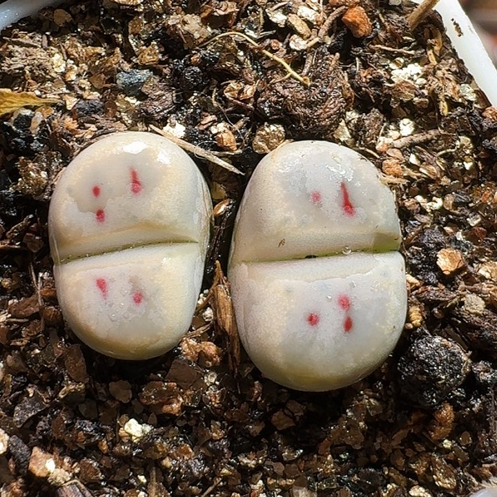 生石花2333:：。  211