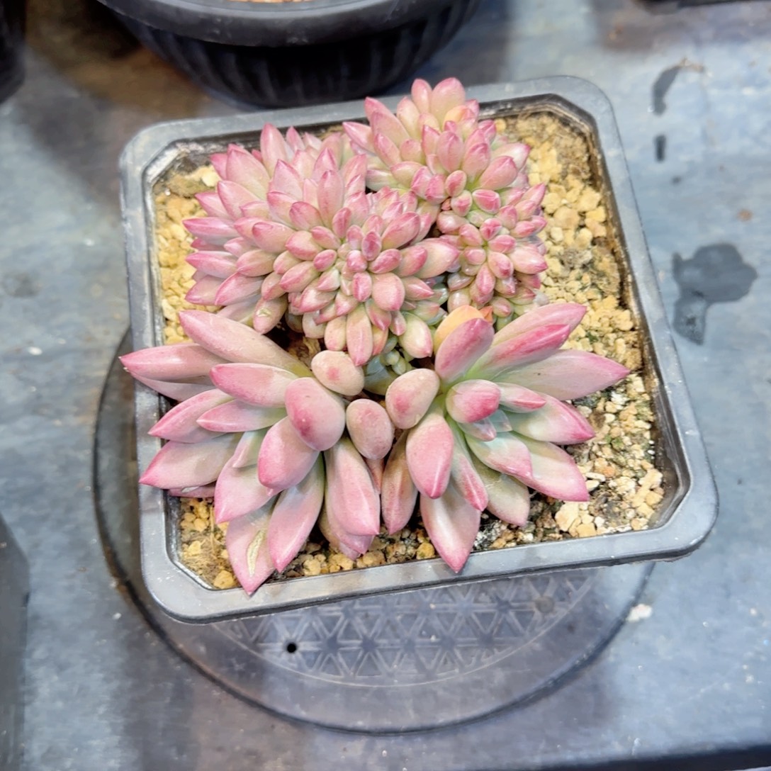 小***珠多肉植物多肉植物