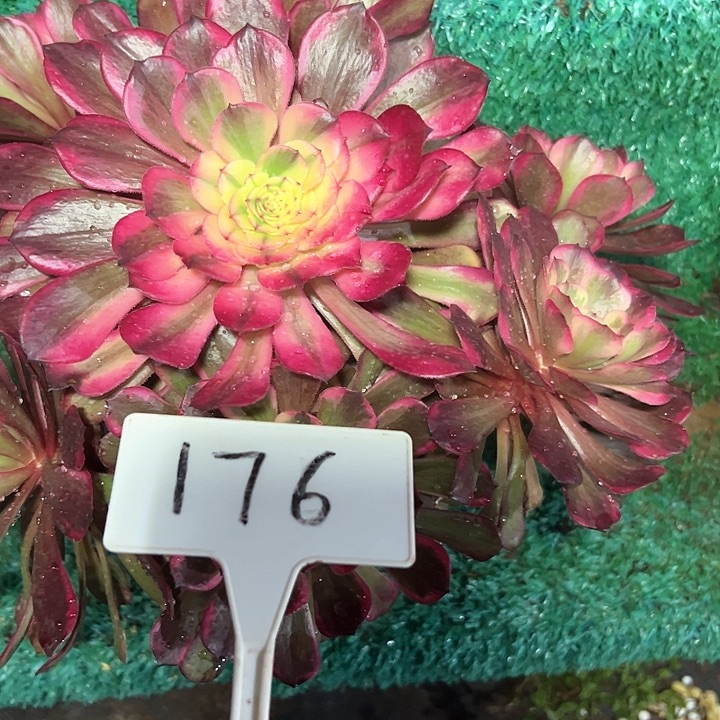 多肉植物烟花法师